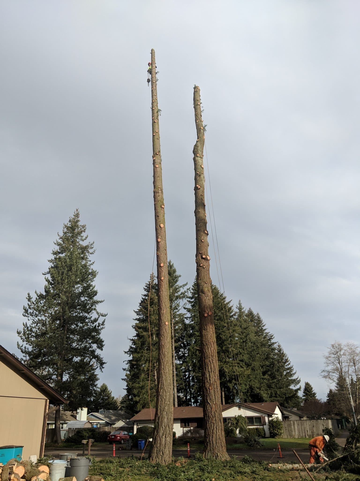 Gallery Tree Contractors Northwest Inc