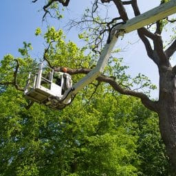 Protecting Your Trees With Professional Tree Service In Vancouver WA