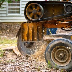 WA Tree Services: What to Know About Stump Grinding in Vancouver, WA 5 Stump Grinding vancouver wa what to know