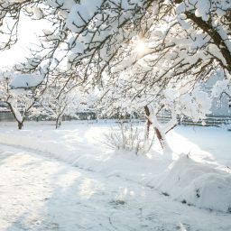How to Protect Your Trees From Snow and Ice: Tree Service in Vancouver WA Prevention and Care Tips 1 winter tree service vancouver wa