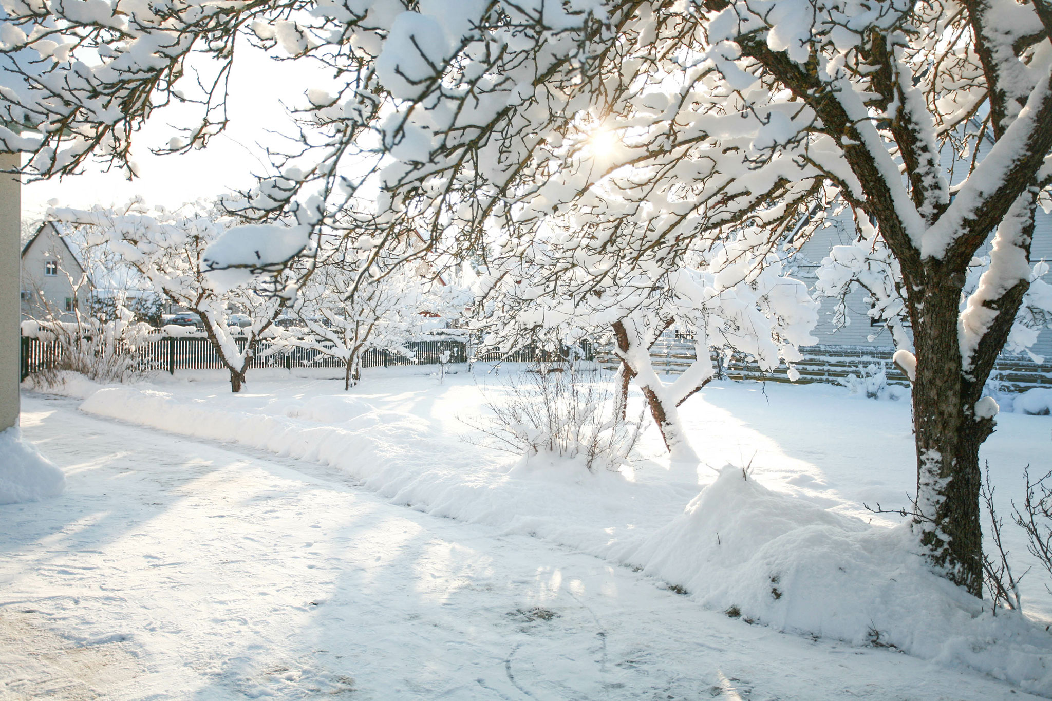 How to Protect Your Trees From Snow and Ice: Tree Service in Vancouver WA Prevention and Care Tips 1 winter tree service vancouver wa