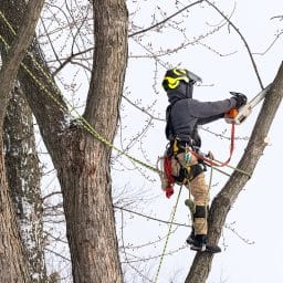 washington tree care services