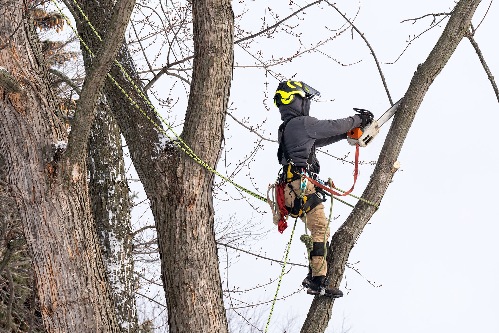 washington tree care services