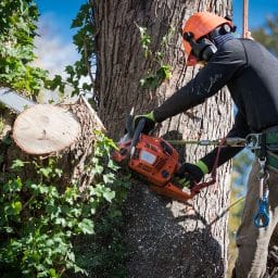 tree service vancouver washington 2025