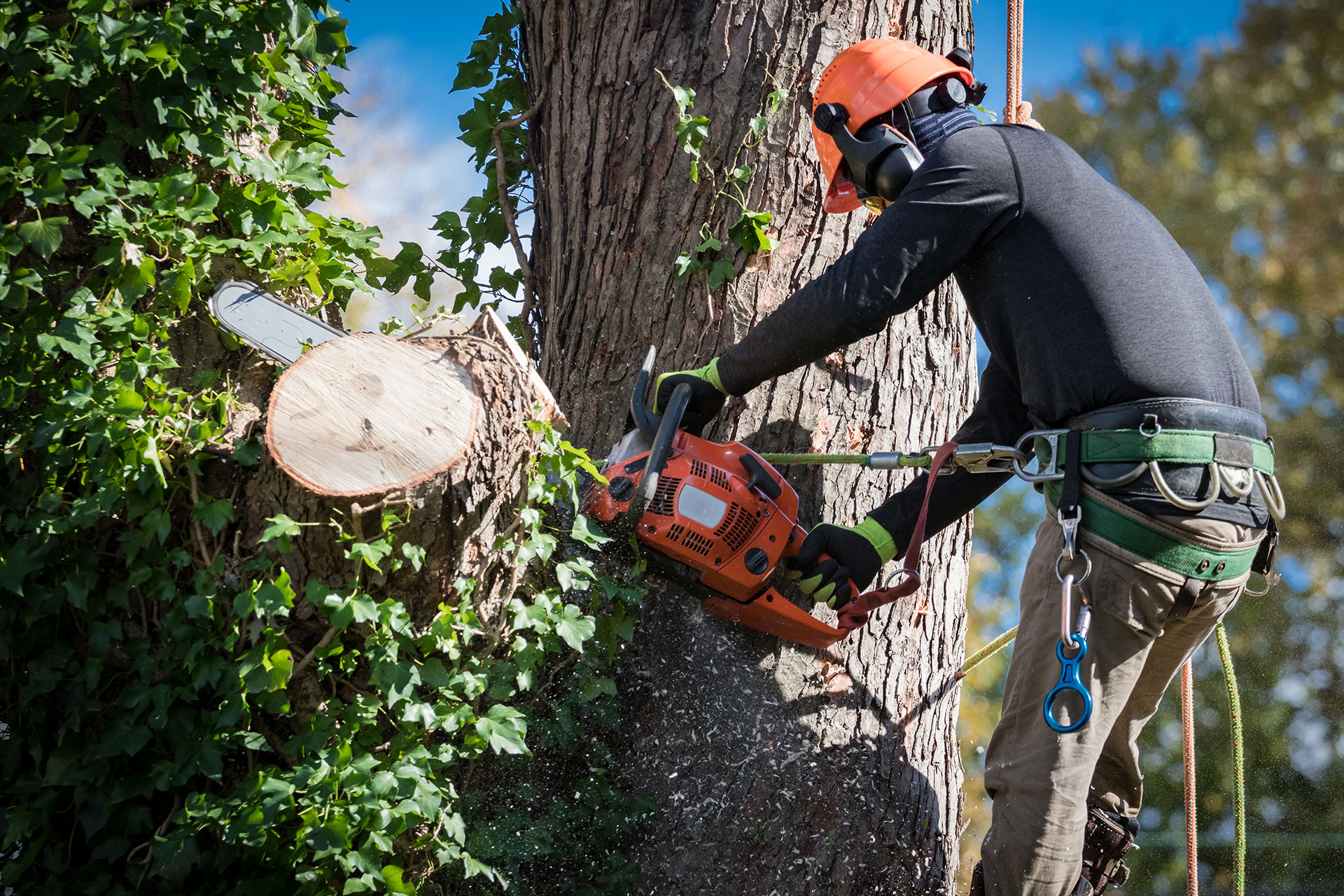 tree service vancouver washington 2025
