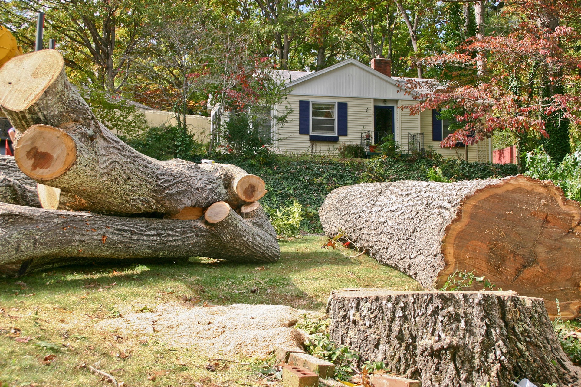 best time tree removal vancouver wa