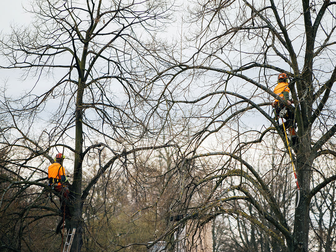 Winter tree pruning in Vancouver, WA during dormancy