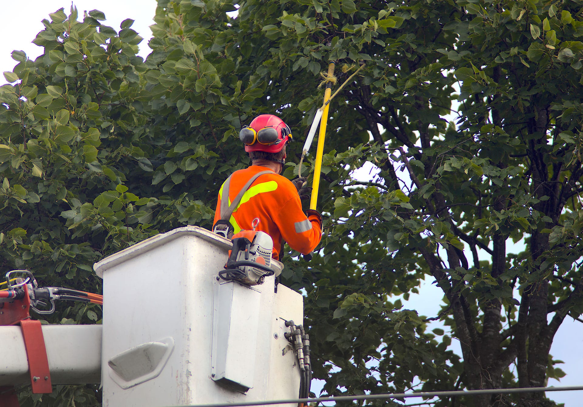 worker pruning tree branches vancouver wa