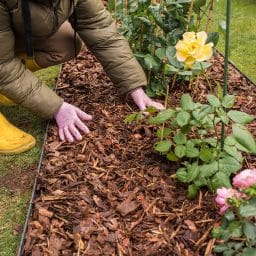 Do Chips Attract Pests? Separating Fact From Fear 9 do wood chips attract pests