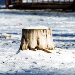 Stump Grinding Tips: What Happens If You Leave a Stump in the Ground Through a PNW Winter? 2 tree stump in winter