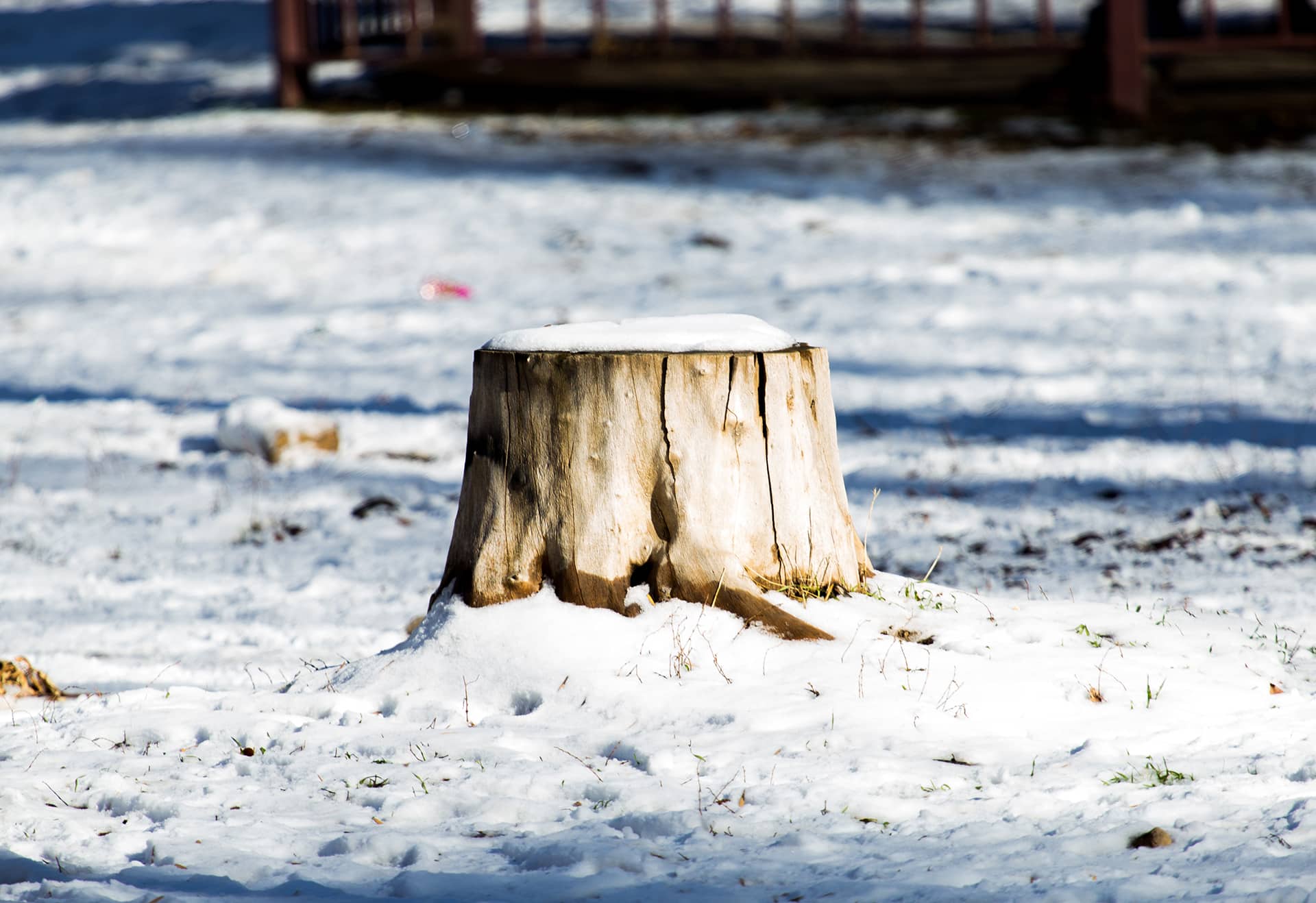 tree stump in winter