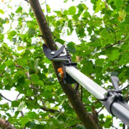 The “View Trim” Mistake: How to Open Up Your View Without Harming Your Trees 3 view trim mistake how to open view without tree damage