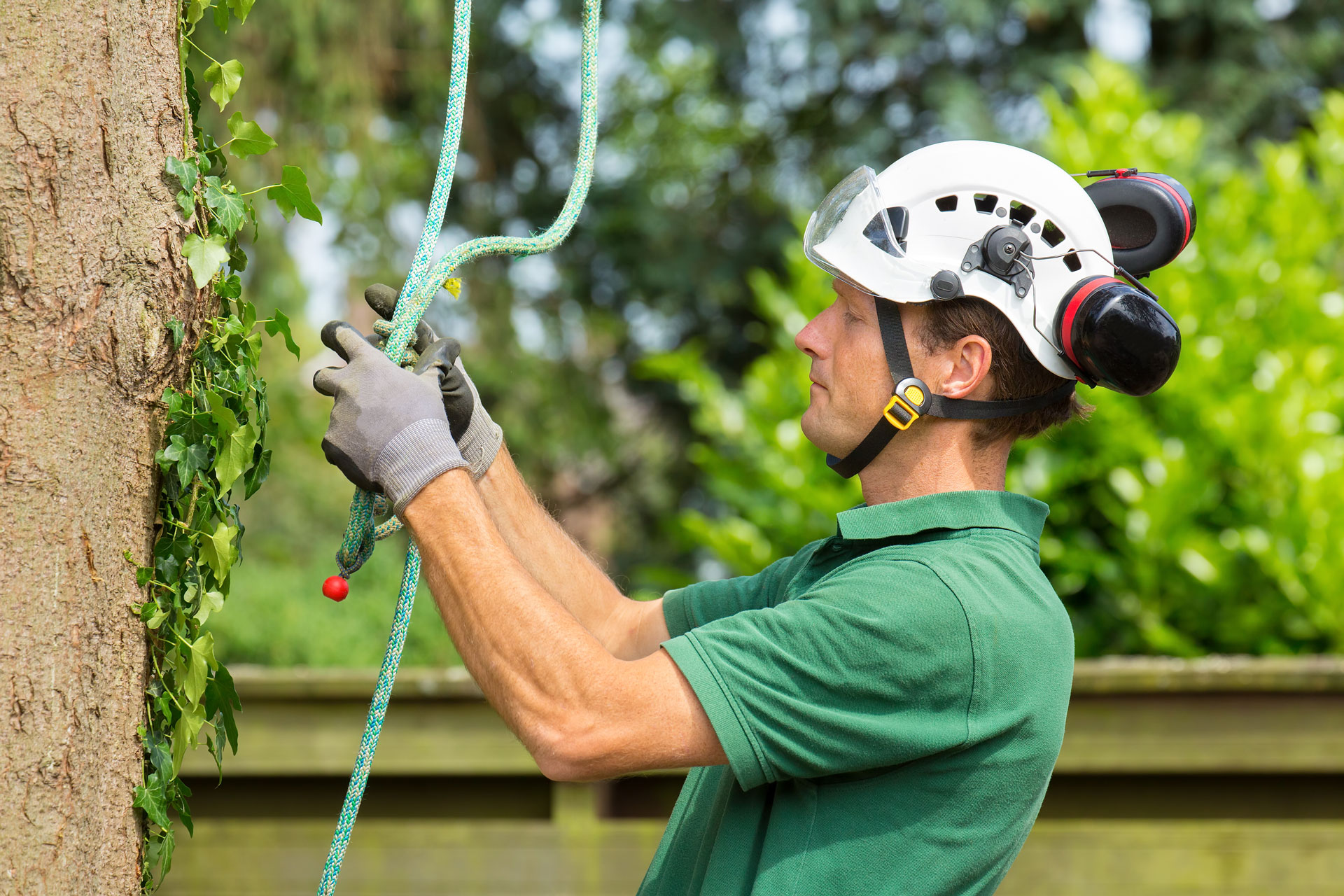 Tree cabling vs bracing vs pruning