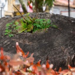 tree stump grinding sprout back