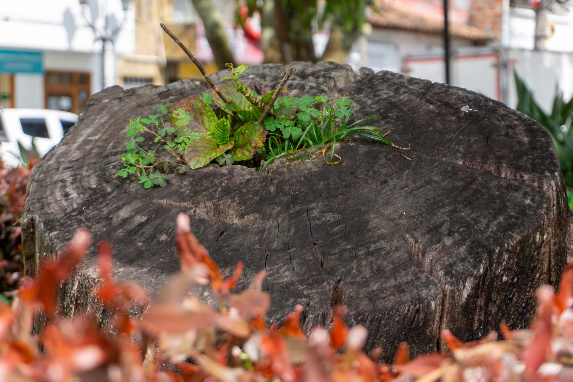 tree stump grinding sprout back