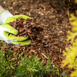 can you use fresh wood chips as mulch