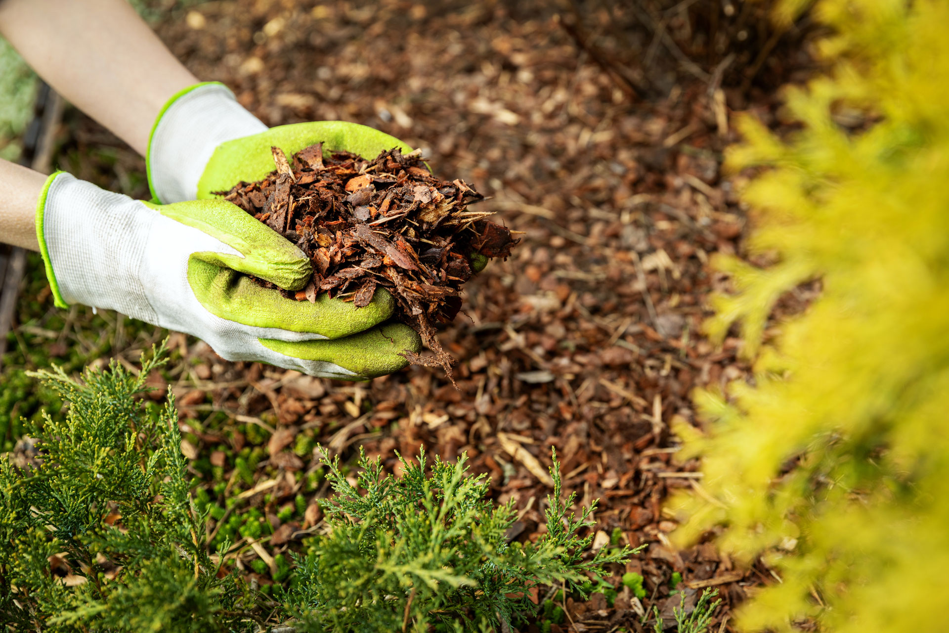 can you use fresh wood chips as mulch