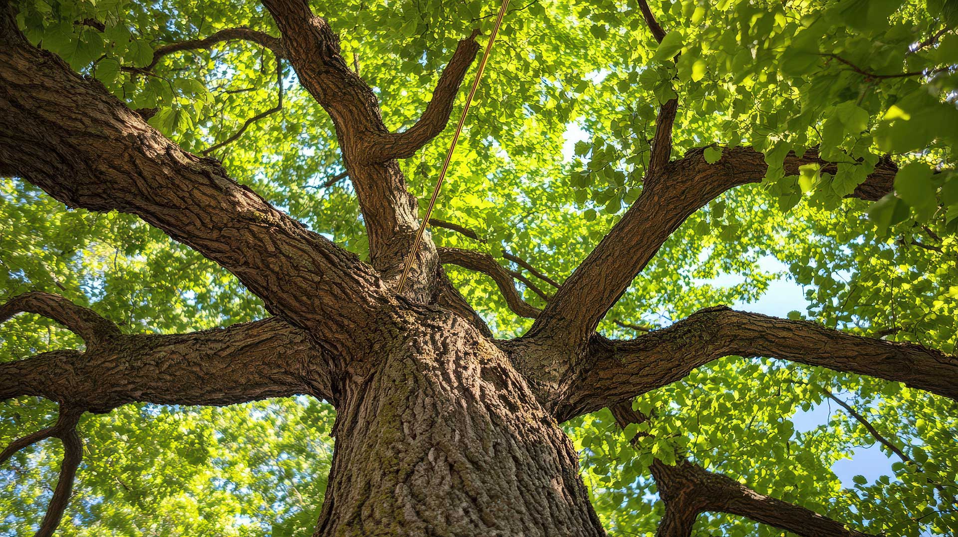 Can I DIY a Tree Cabling System? What You Need to Know First 1 tree cabling what you need to know