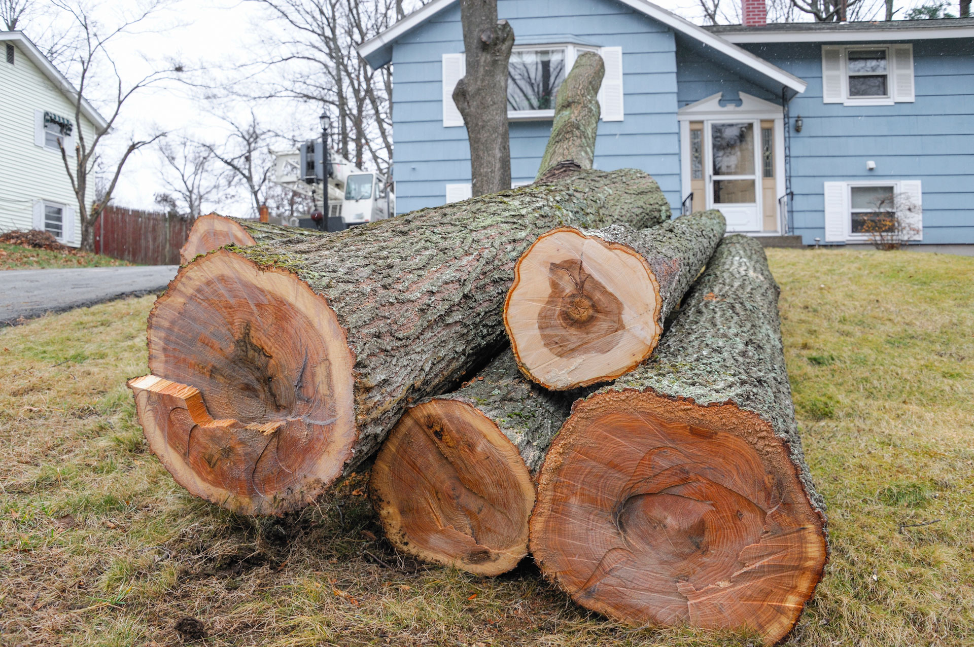 should you remove a tree before selling your home