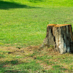 What Happens If You Leave a Tree Stump in Your Yard? When to Search for a Stump Grinding Service Near Me 1 stump grinding vancouver wa in yard