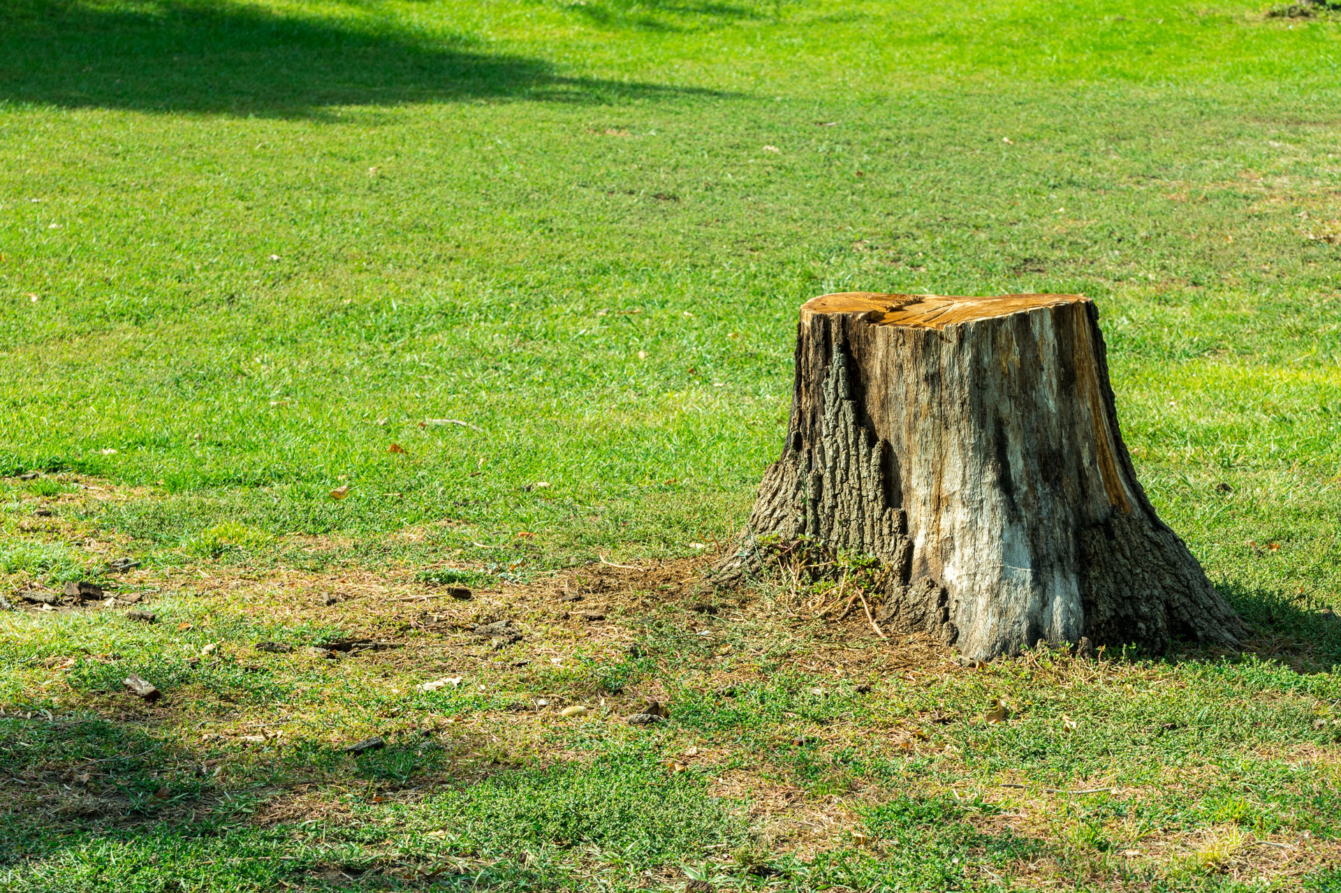 What Happens If You Leave a Tree Stump in Your Yard? When to Search for a Stump Grinding Service Near Me 1 stump grinding vancouver wa in yard
